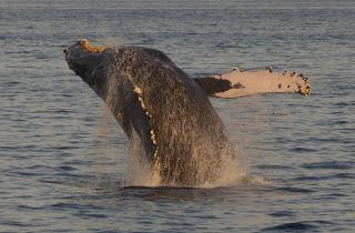 Проезд в Териберку закрыли из-за непогоды