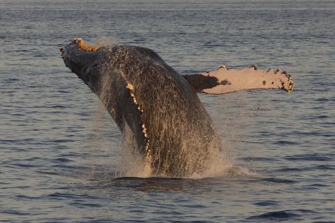 Проезд в Териберку закрыли из-за непогоды