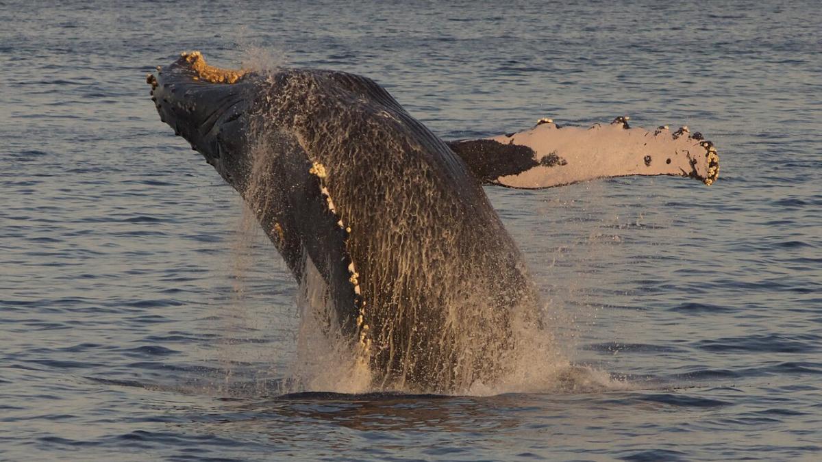 горбач, горбатый кит