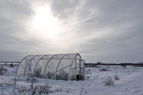 Медный купорос подавляет плесень в теплицах — агрономы