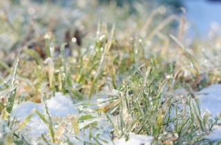 Теплая осень вызвала выпревание кустарников — садоводы