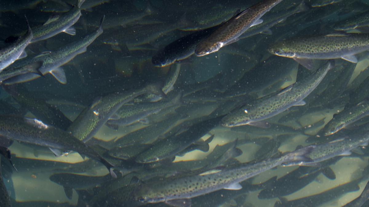 Атлантический лосось в аквариумах