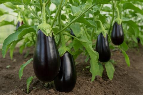 Ранние сорта баклажанов готовы к высадке уже через два месяца — Антонов Сад