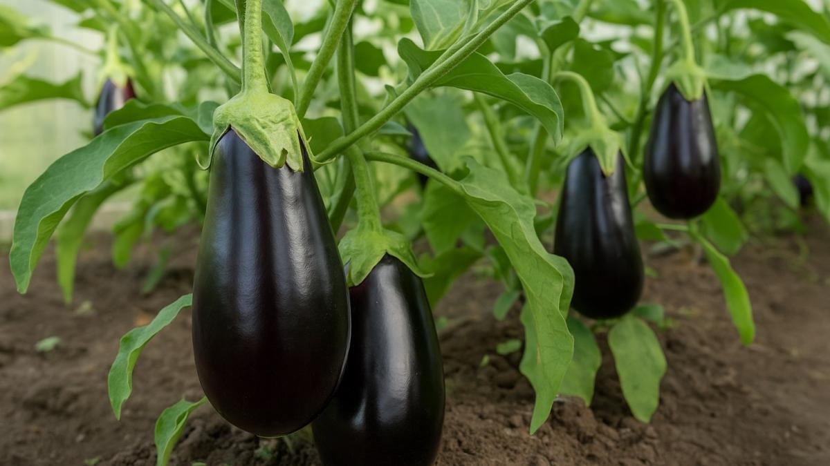 Крупные спелые баклажаны на грядке