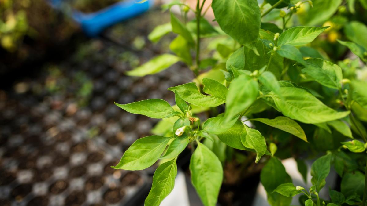 рассада перца