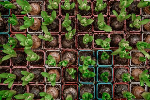 Рассада вытянулась из-за нехватки света — садоводы