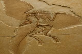 За 150 миллионов лет до воробья: археоптерикс оказался ближе к современным птицам, чем думали