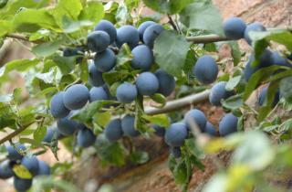 Древесный пепел улучшил питание сливы при посадке — агрономы