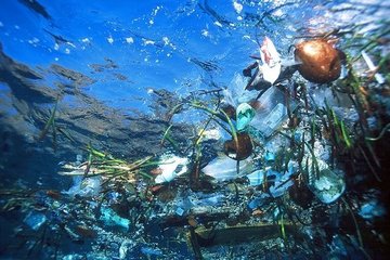 Пластиковые отходы пагубно влияют на бактерии в Мировом океане, не позволяя им вырабатывать кислород