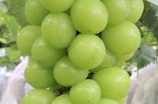 От сакуры к вину: в Японии вывели уникальный сорт винограда с местными корнями