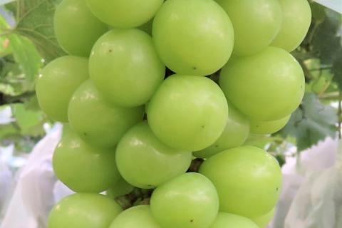 От сакуры к вину: в Японии вывели уникальный сорт винограда с местными корнями