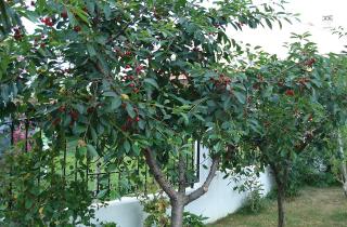 Вишня ослабла после весенней обрезки — садоводы