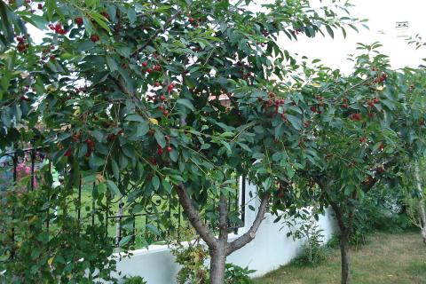 Дерево вишни