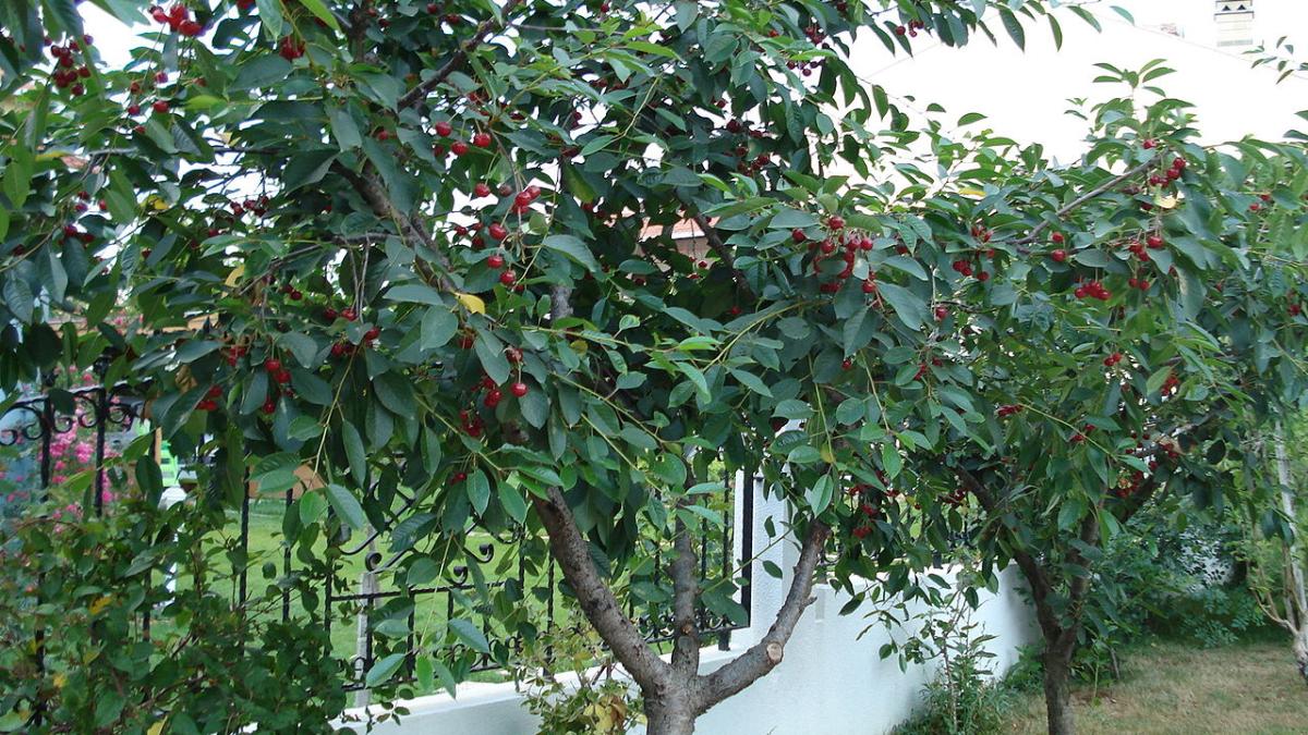 Дерево вишни