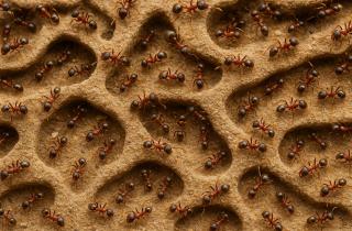 Муравьи убивают собственных королев под влиянием захватчиц — учёные Current Biology