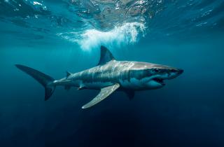 Они ловили акул — как мы карасей: древние рыболовы Микронезии владели уникальными приёмами