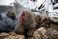 Владеющие инструментами макаки уничтожают популяции моллюсков Владеющие инструментами макаки уничтожают популяции моллюсков