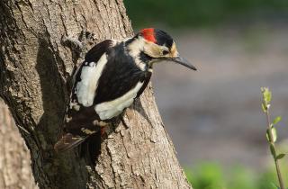 Не болит голова у дятла — а, собственно, почему? Учёные выяснили, как дятлы работают головой