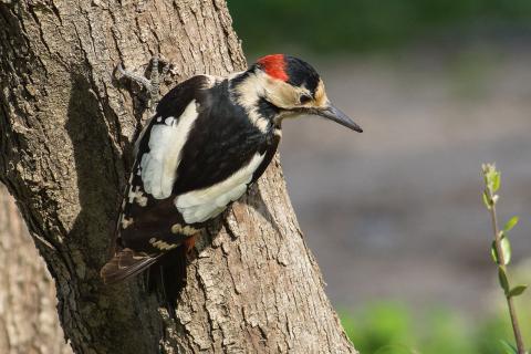 Не болит голова у дятла — а, собственно, почему? Учёные выяснили, как дятлы работают головой