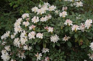 Зимостойкие рододендроны выдерживают морозы до –42°C — Огород