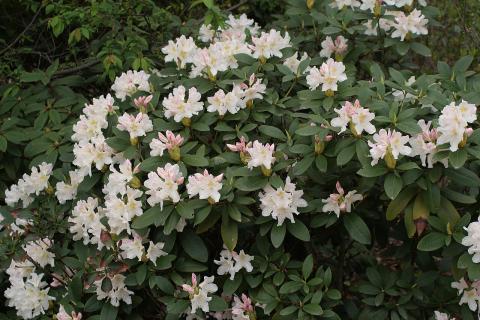 Зимостойкие рододендроны выдерживают морозы до –42°C — Огород