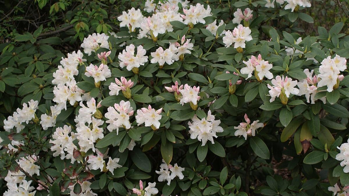 Рододендроны