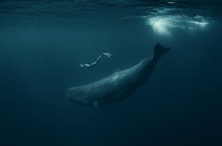 Щелчки кашалотов могут быть аналогом человеческих гласных — Project CETI
