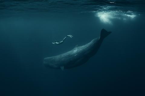 Щелчки кашалотов могут быть аналогом человеческих гласных — Project CETI