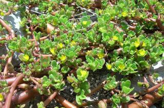 Суперфуд или настырный сорняк? Стоит ли впускать портулак в огород — подумайте дважды