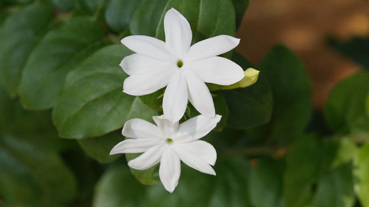 Комнатный жасмин