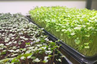 Микрозелень богата витаминами — биолог Воронина