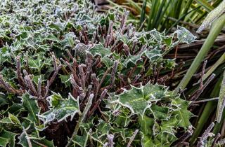 Калина улучшила вкус после морозов — агрономы