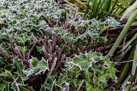 Калина улучшила вкус после морозов — агрономы