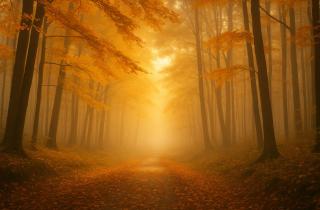 Осень будто шепчет: пора отпустить — почему лес в это время года лечит лучше психотерапевта