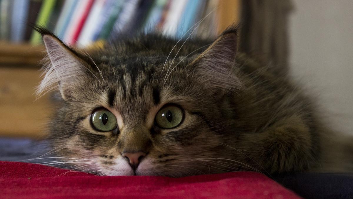 Сибирский кот Сибирский кот