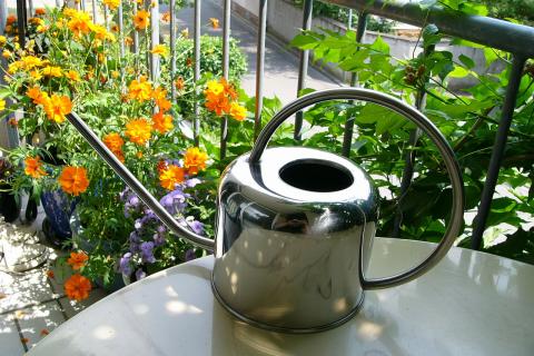 Полив комнатных цветов