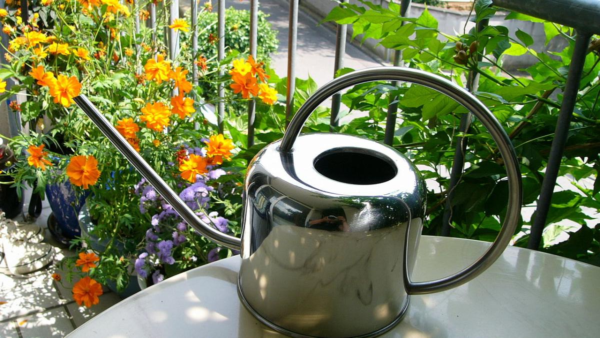 Полив комнатных цветов