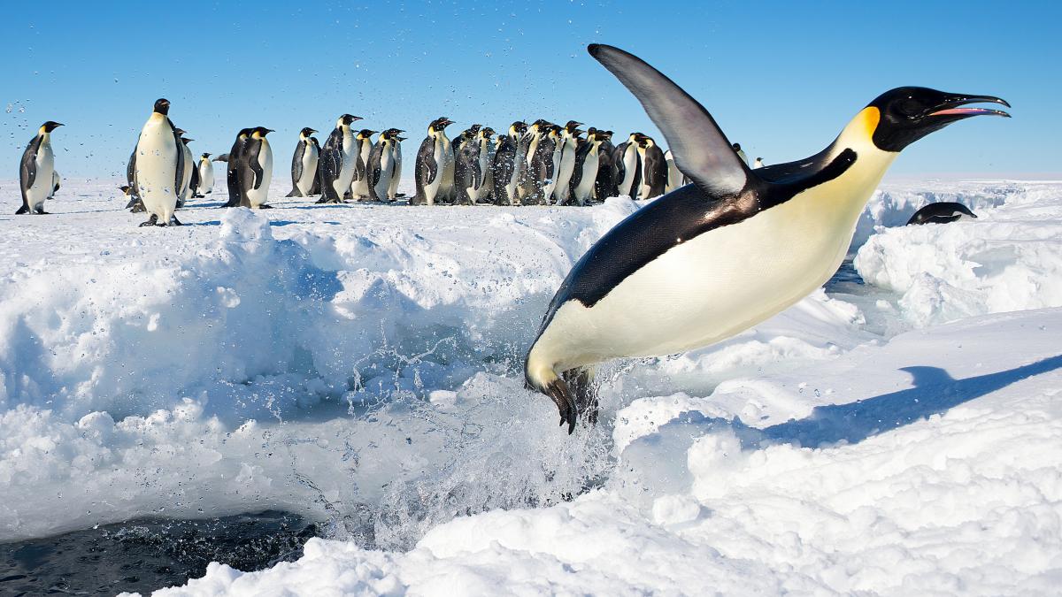 Penguin in Antarctica jumping out of the water Penguin in Antarctica jumping out of the water