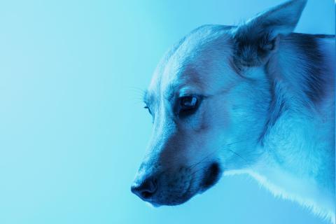 Синие собаки Чернобыля — миф или реальность? Что происходит с животными в зоне отчуждения