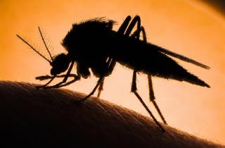 Кровная дружба комаров и гоминидов: как два вида изменили биохимию друг друга за 1,8 миллиона лет