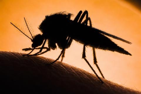 Кровная дружба комаров и гоминидов: как два вида изменили биохимию друг друга за 1,8 миллиона лет