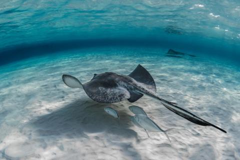 Скат длиной 3,5 метра попал в сети в реке Деви — Odisha Bytes