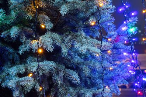 Запрет на незаконную вырубку елей в Мурманской области усилен