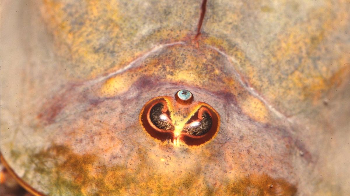 Щитень (лат. Triopsidae) Щитень (лат. Triopsidae)