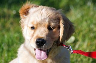 Ретривер стал мэром Киото — администрация города