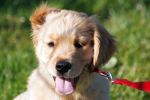 Ретривер стал мэром Киото — администрация города