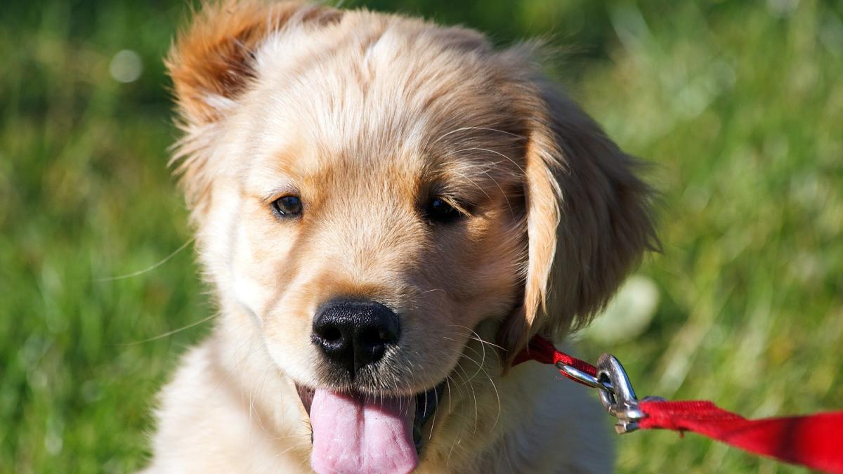 Золотистый ретривер