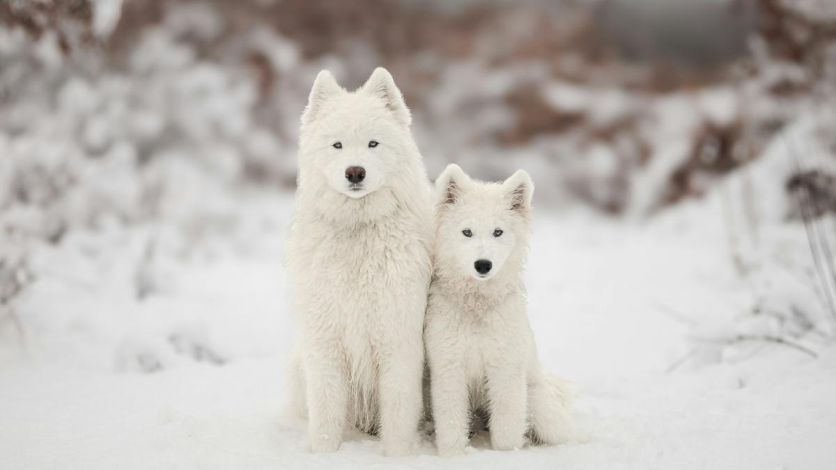 Хаски на снегу