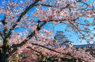 Туристы нашли билеты в Японию с багажом за 35 тысяч рублей