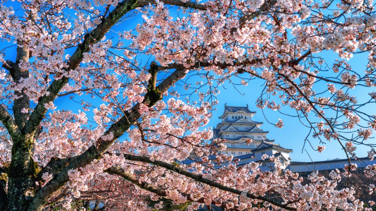 Вишневый цвет и замок в Химедзи